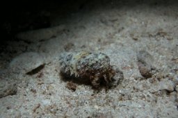 20010618_Abu_Dabab_Nacht_0009